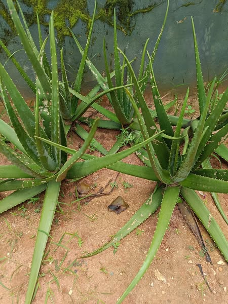 aloevera-for-dandruff