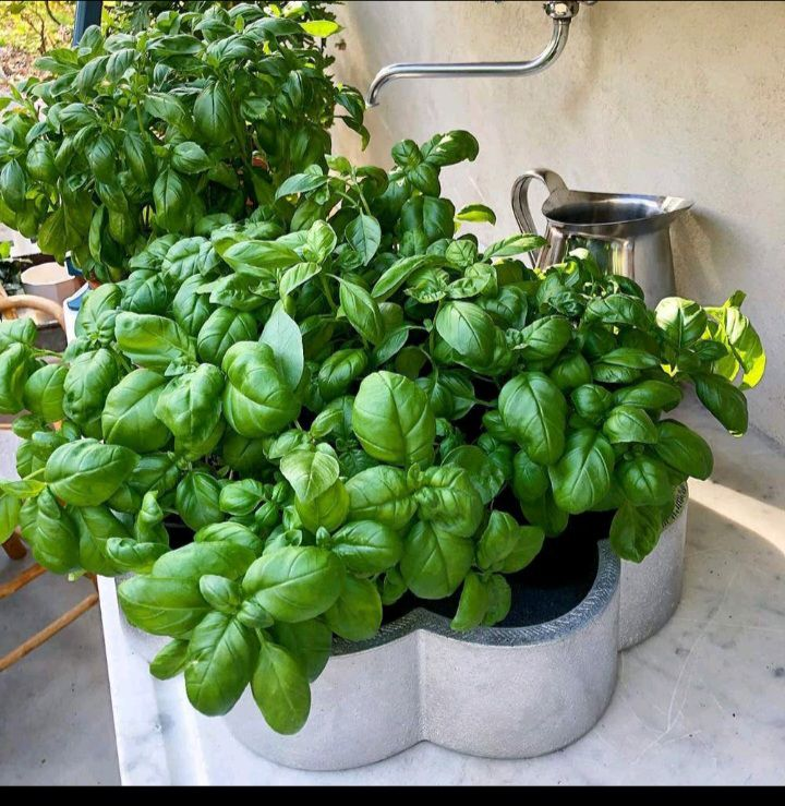 basil-herb-for-hair-growth