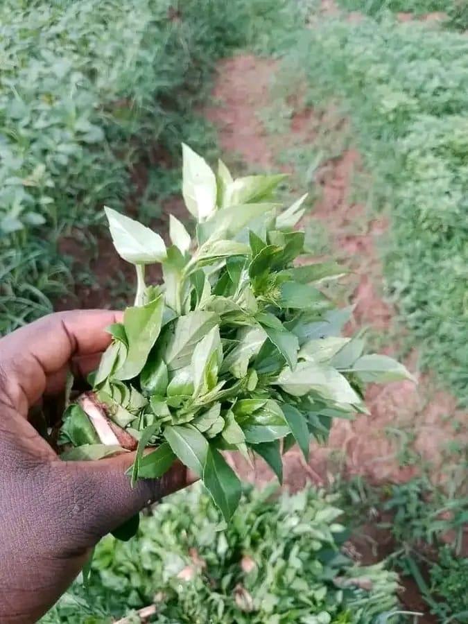 curry-leaf-for-hair-growth