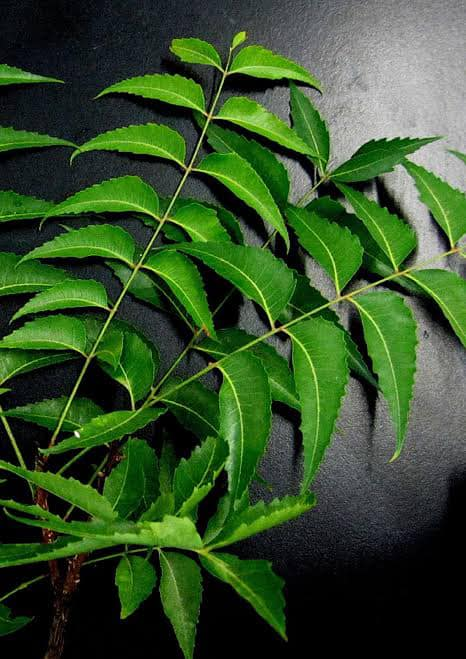 neem-remedy-for-dandruff