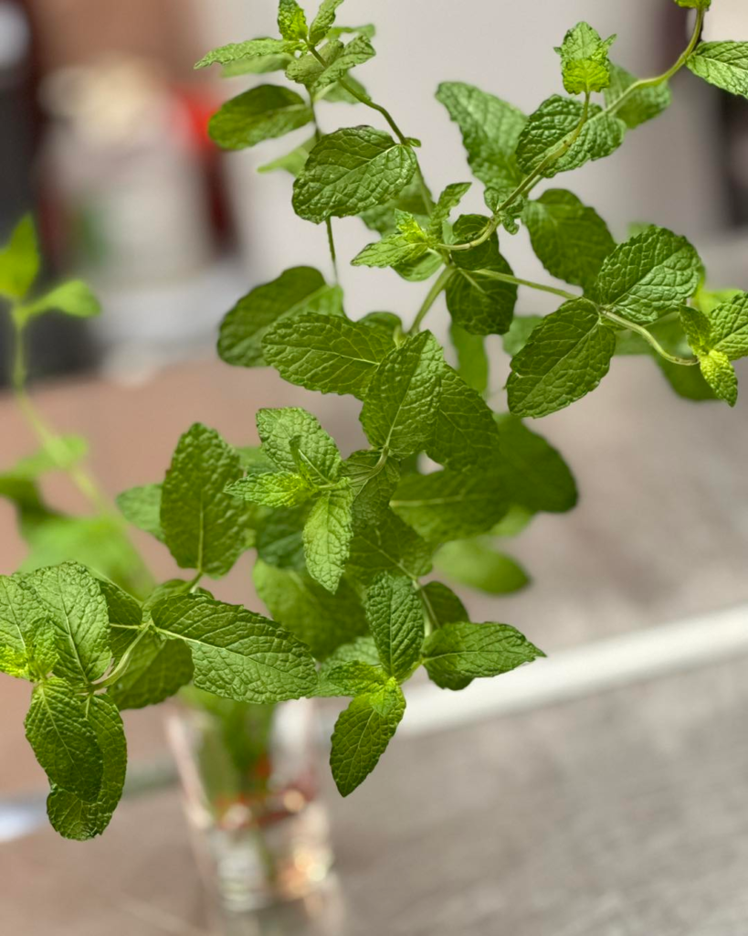 peppermint-for-hair-growth
